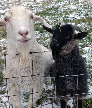 Goat of the Month Jan/Feb 2015